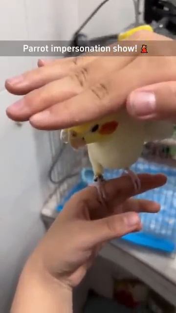 Попугаи шоумены смотреть онлайн