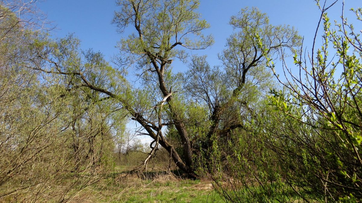 Кусты, деревья, апрель... смотреть онлайн