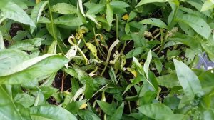 Физиологическое растрескивание стеблей флоксов.