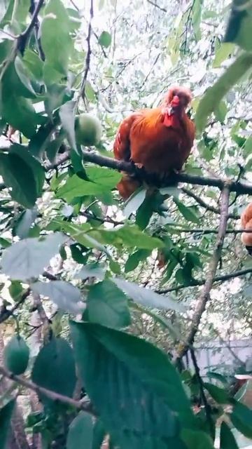 Предки динозавров