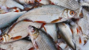 ПЛОТВА - ПУЛЕМЁТ! ОТКРЫЛ ПЕРВЫЙ ЛЁД!