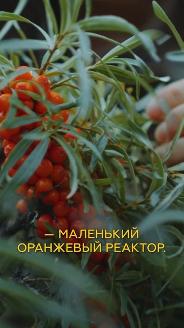 Приболел??? Помощь уже ждёт тебя на грядке.