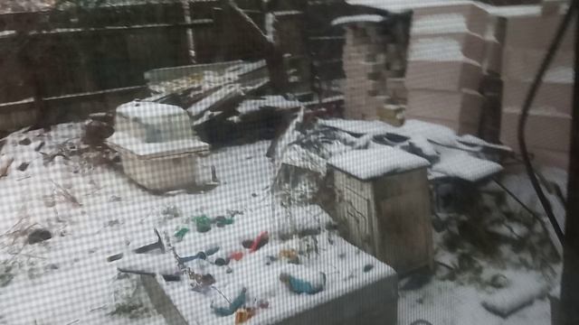 просто новая кошка смотреть онлайн