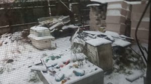 просто новая кошка