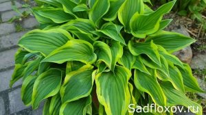 Хоста Ванделенд (Wonderland) в моем саду