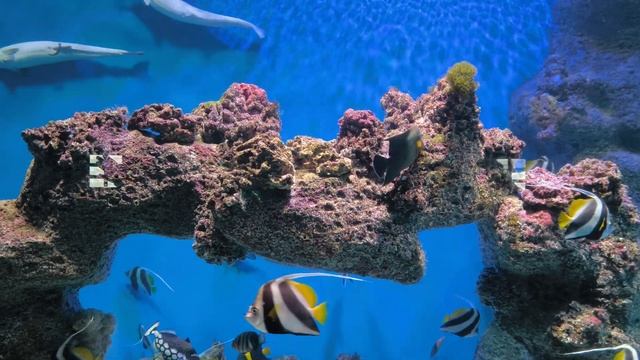 релакс, море, аквариум, перед сном , relax , sleep, смотреть онлайн