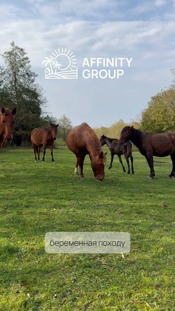 Дикие лошади едят мандарины🍊. Восторг ведь 🤩