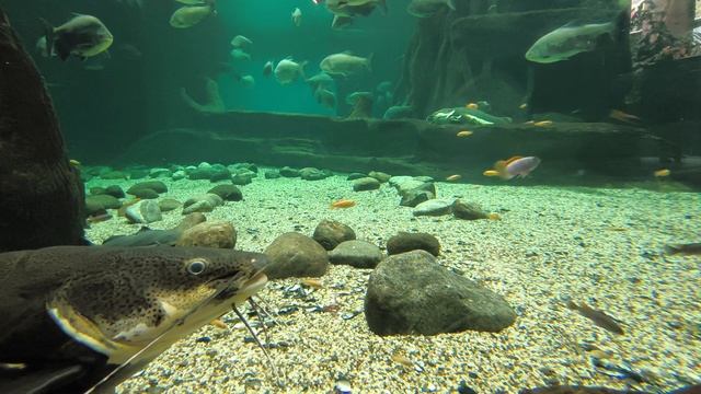 релакс, море, аквариум, перед сном , relax , sleep, москвариум, 2024 смотреть онлайн