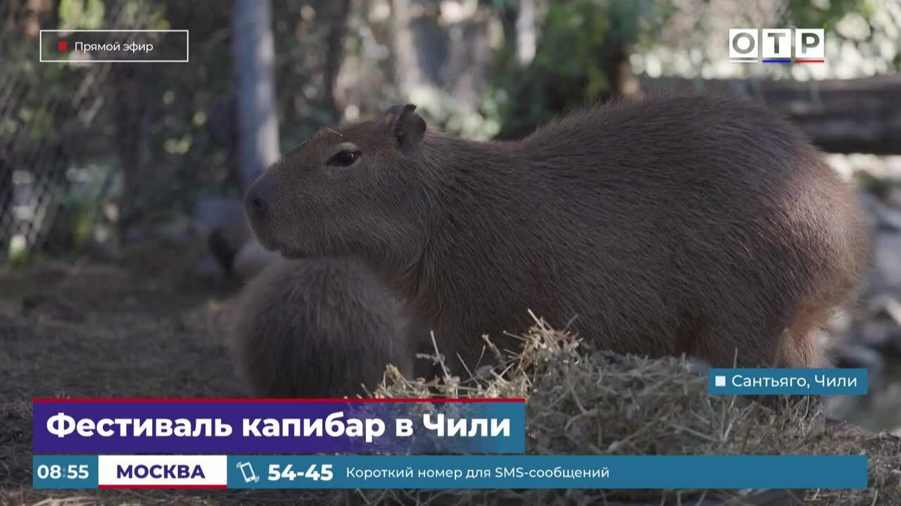 Фестиваль капибар в Чили смотреть онлайн