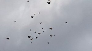 1000106627.mp4Летные Луганские.