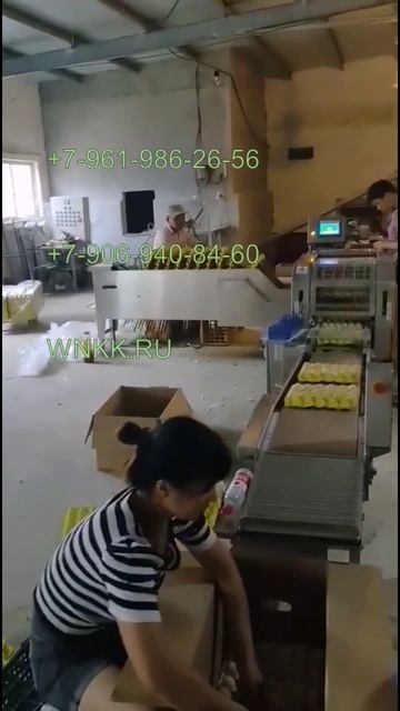 Линия для упаковки яиц в лотки F27N смотреть онлайн