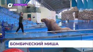 В Приморском океанариуме торжественно отмечают день рождения моржа Миши