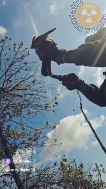 Ястреб. смотреть онлайн