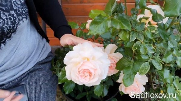 Чайно-гибридная роза Чандос Бьюти (Chandos Beauty), в моем саду