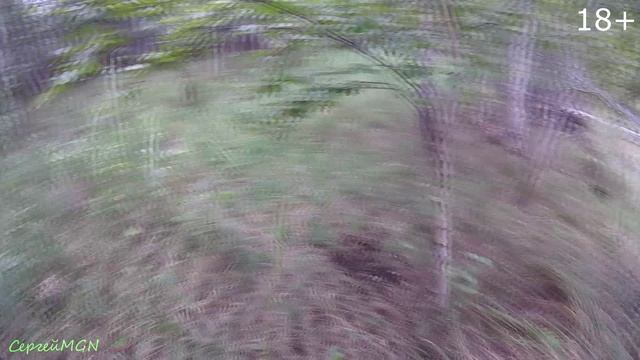 Первый заяц Арчи.