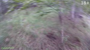 Первый заяц Арчи.