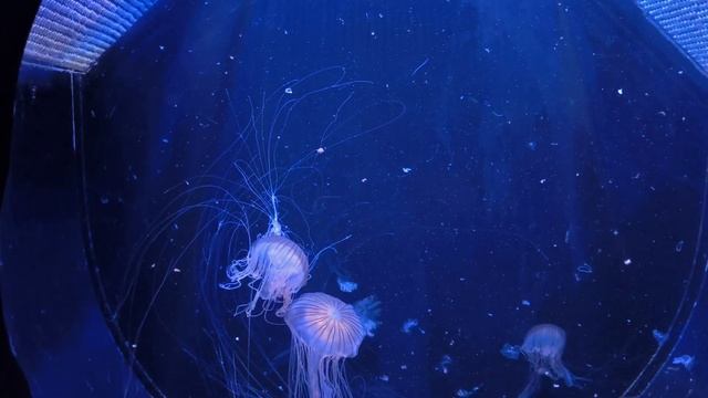 релакс, море, аквариум, перед сном , relax , sleep, москвариум, 2024 смотреть онлайн