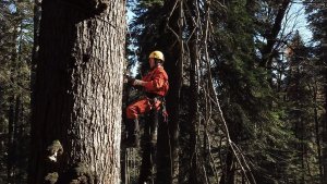 Самое высокое дерево России