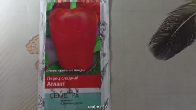 Перец «Атлант» — очень крупный и вкусный сладкий перец смотреть онлайн
