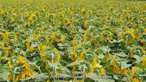 Обзор опытных посевов NEWSEED 2025: гибриды в условиях засухи и оптимального увлажнения