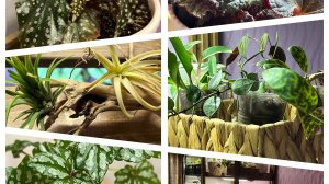 Заставляю стеллаж растениями!