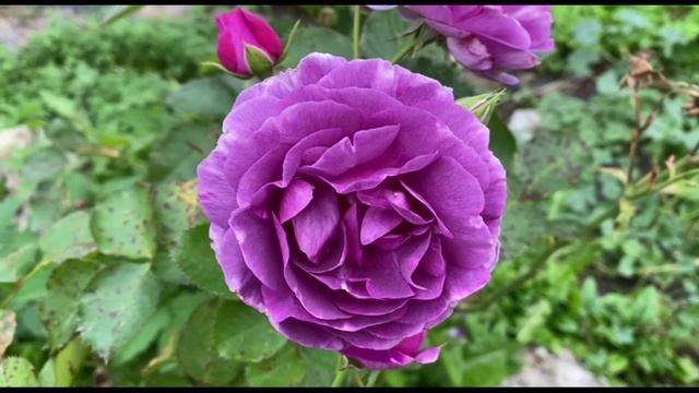 Роза Блюбель