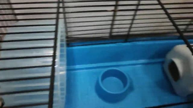 клетка для грызунов Ferplast смотреть онлайн