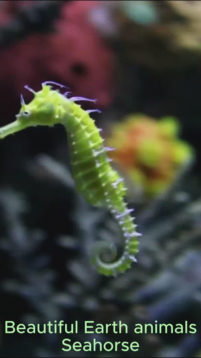 Красивые животные Земли - Seahorse