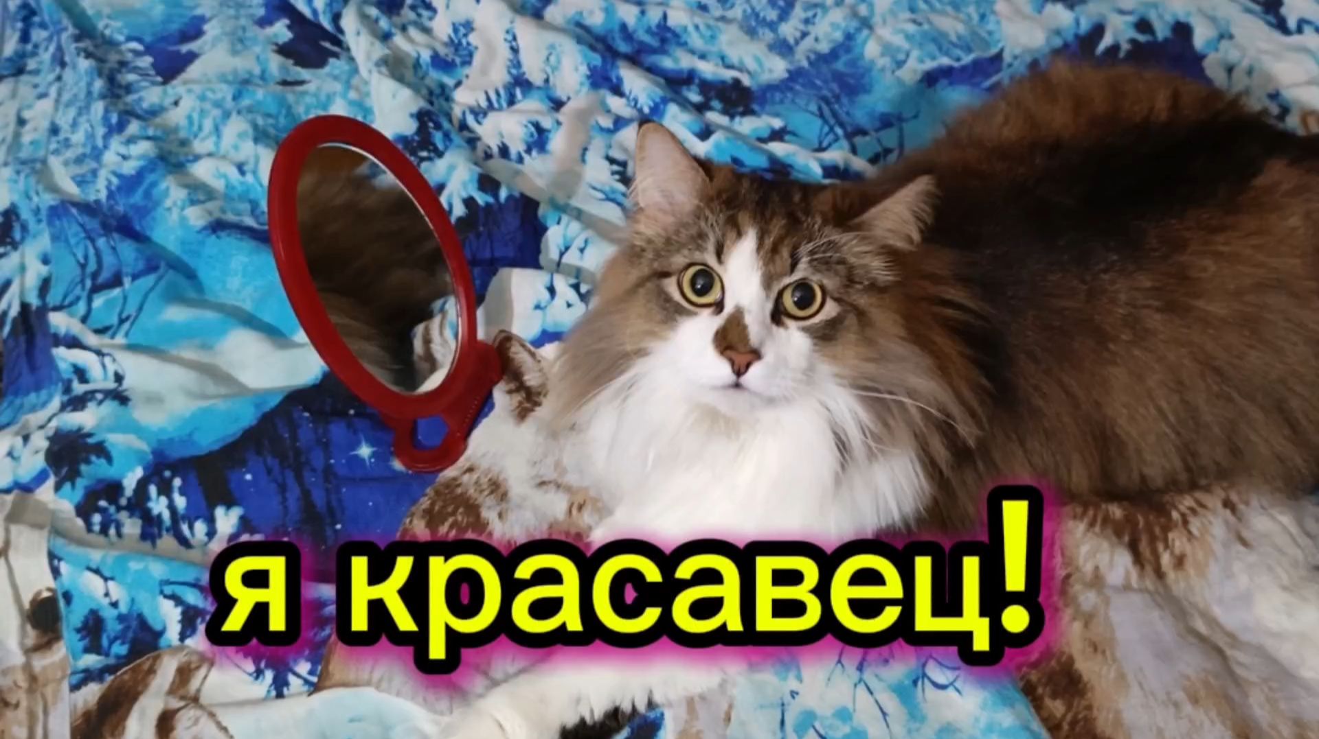 Кошки с озвучкой. смотреть онлайн