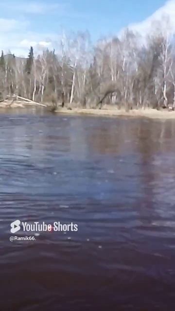 караси под деревом Республика Тыва.mp4