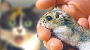 НОВАЯ КВАРТИРКА ДЛЯ СТЕПЫ!