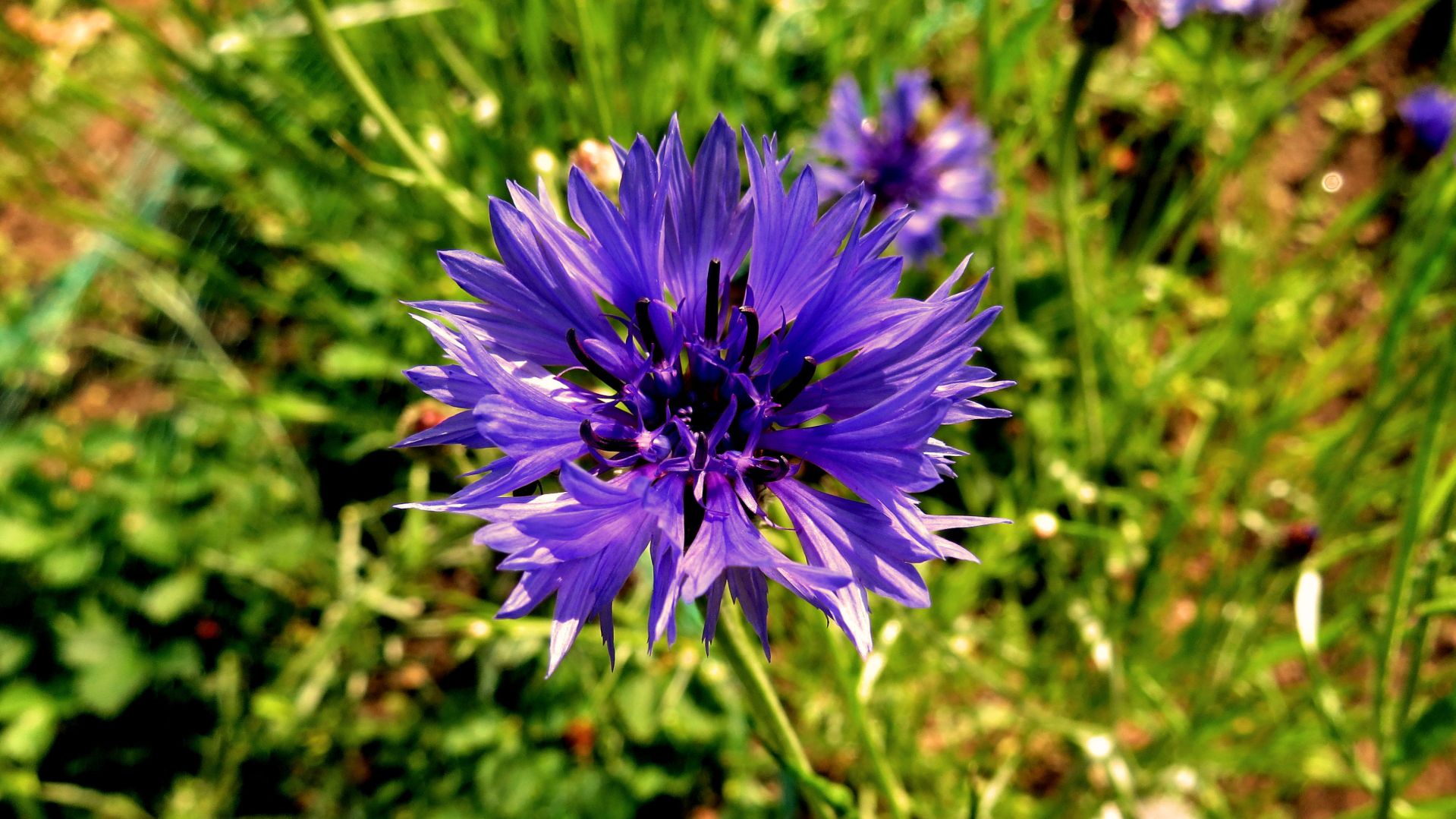 Июнь. Василёк смотреть онлайн