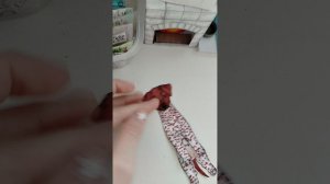 Новая бумажная собака💋☄️🥴🌊🥰