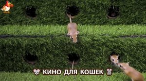 Видео для кошек про крысок развлекать питомцев 🐭🐀😂 (387)