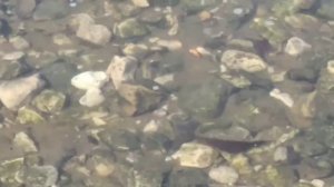 Хорошая песня 🎶🎤🎵. **ЗВЕЗДА С ГЛАЗАМИ СОЛНЦА**Возможно вам 🥰понравится. На Набережной...