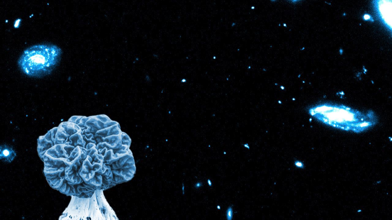 John Cage - Mushrooms Et Variatones