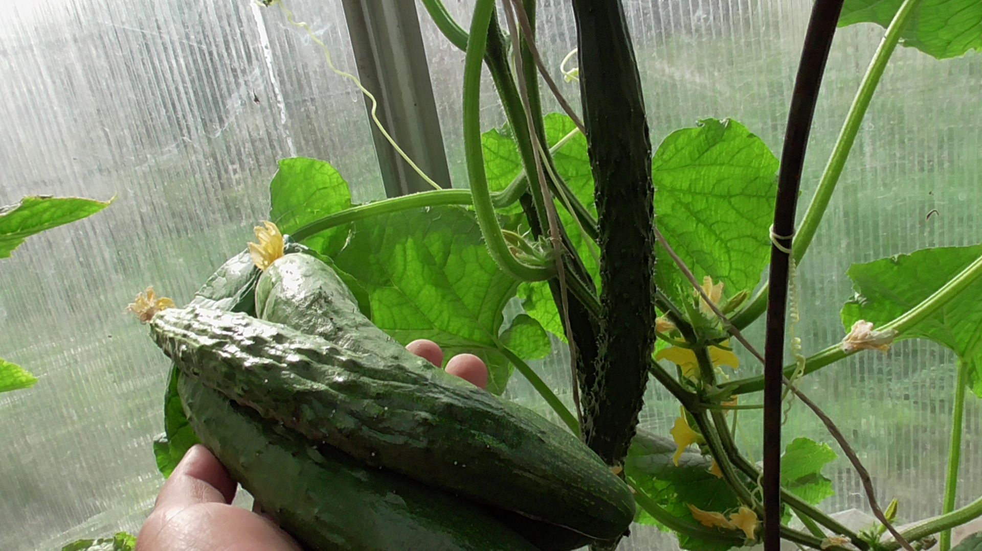 Огурцы. Отвечаю на вопрос зрителей. смотреть онлайн