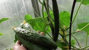 Огурцы. Отвечаю на вопрос зрителей.