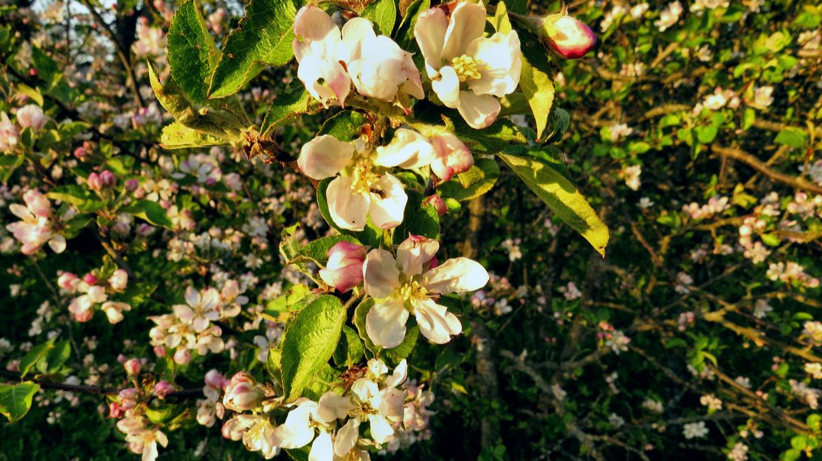 Яблони зацветают смотреть онлайн