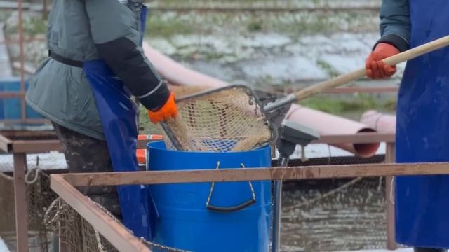 Запуск форели смотреть онлайн