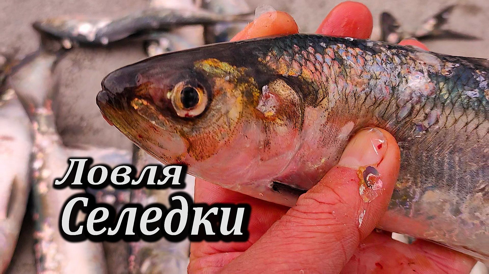 Попал на Эльдорадо. Ловля Крупной Селедки На Пилькер на Каждом  Забросе. Рыбалка в Ялте.