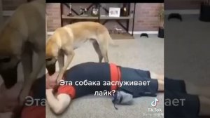 Собака делает искусственное дыхание.