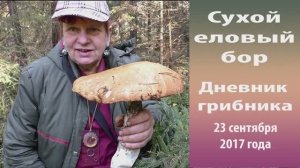 Сухой еловый бор. Дневник  грибника 23 сентября.