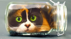 НОВЫЙ ВЕЧНЫЙ ТЕРРАРИУМ - [120 дней спустя]