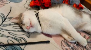 Не будите милого котика!