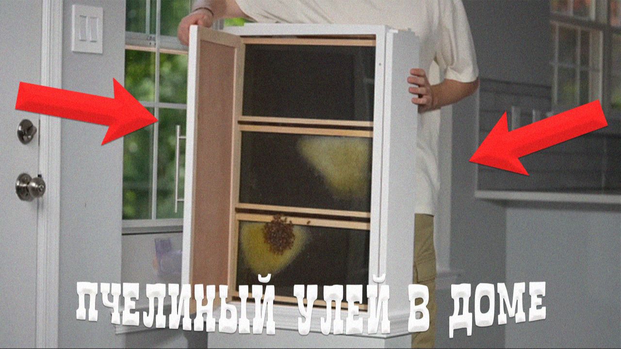 Пчелиный улей в доме смотреть онлайн