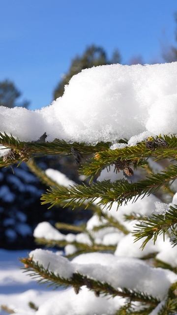 А в лесу уже так! Походы сменяются один на другой, но красота снежного леса неизменна.