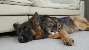 Немецкая овчарка и котёнок стали лучшими друзьями с первого дня