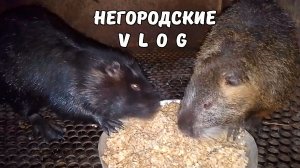 Самец поправляется. Боевые и жадные НУТРИИ. 18.11.25.