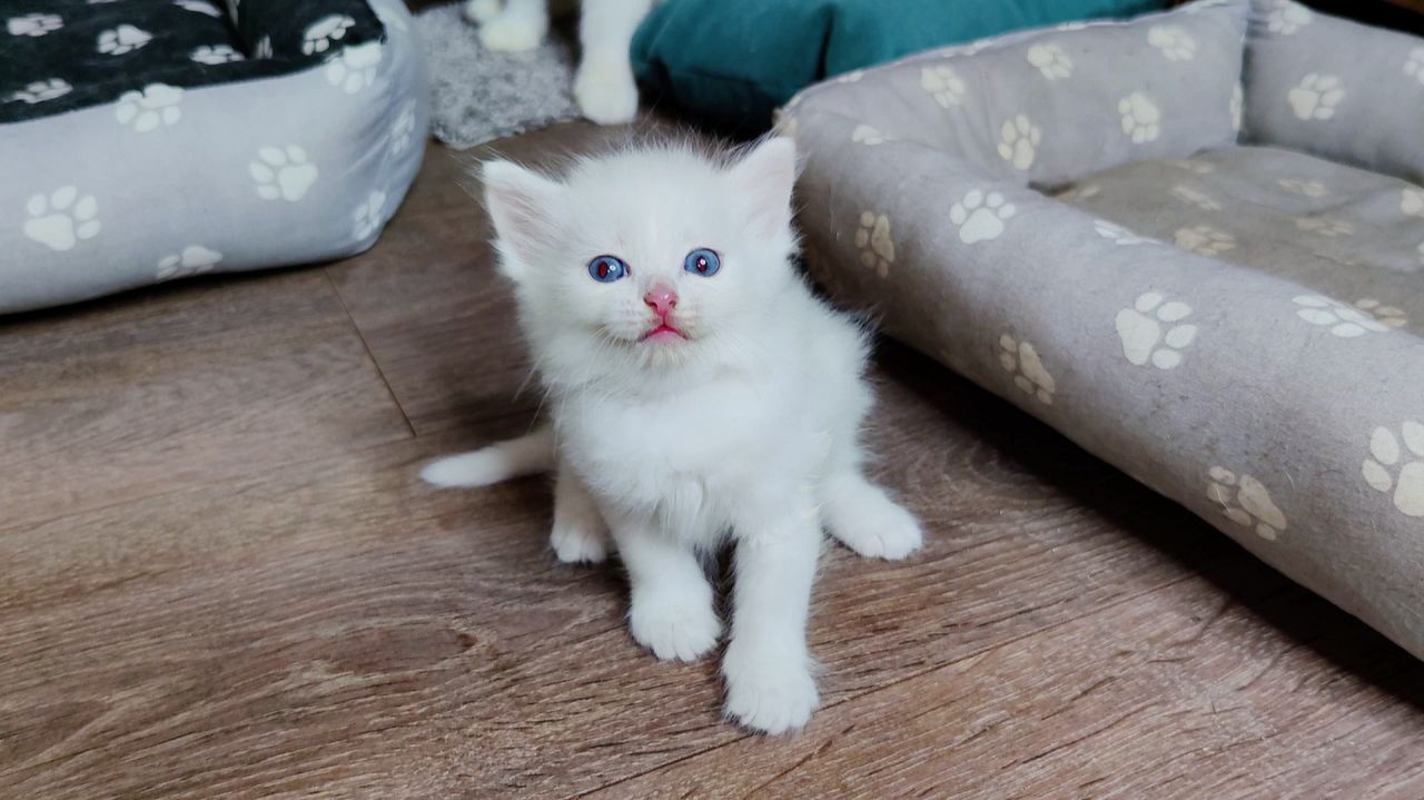 Белая мама-кошка и её любимый белый котёнок. Котята весело играют.